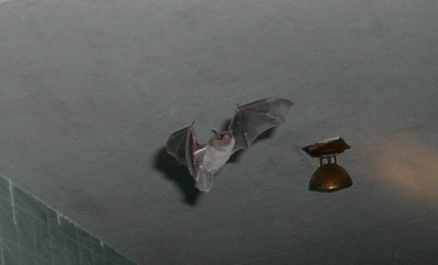 bat2.jpg